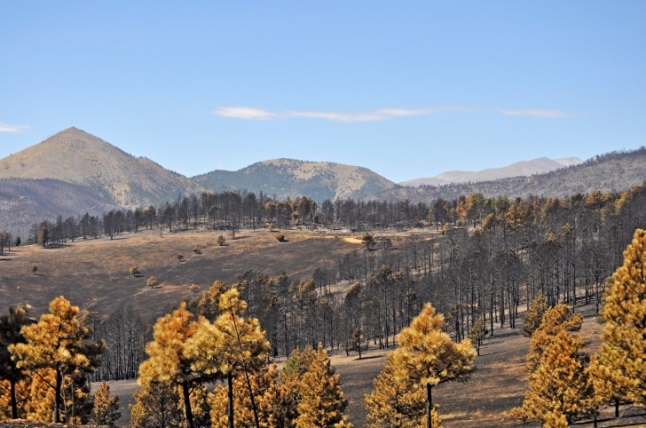 Destroyed vegetation after a wildfire. Source - State Farm Insurance, 2010